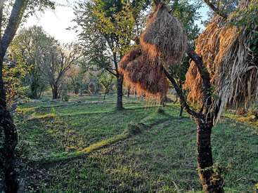 The image depicts a serene grassy field with trees, featuring two large nests suspended from branches, likely constructed by birds or other wildlife.